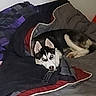 Azur participe au concours pour gagner de l'argent avec cette photo : animal, bed, black_and_white, blanket, blue_eyes, comfort, cozy, curious, cute, dog, domestic, fur, husky, indoor, laying, looking, pet, relaxation, remote_control, resting