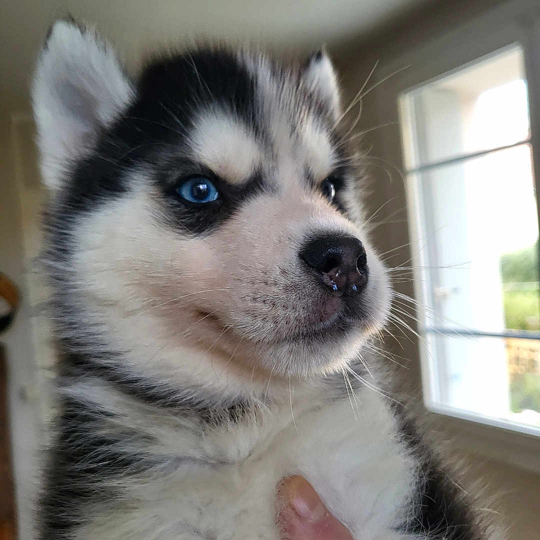 Azur is registered to the contest to win money with this photo: puppy, dog, siberian_husky, blue_eyes, fur, indoor, window, cute, pet, animal, whiskers, young, fluffy, closeup, face, portrait, hand, holding, adorable, curious