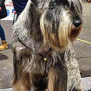 Peaky Blinder a rejoint le concours — aidez-le/la à gagner de superbes lots ! dog, schnauzer, pet, animal, fur, groomed, beard, platform, leash, show, event, people, background, outdoor, canine, legs, paws, standing, gray_fur, black_nose