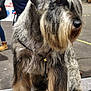 dog, schnauzer, pet, animal, fur, groomed, beard, platform, leash, show, event, people, background, outdoor, canine, legs, paws, standing, gray_fur, black_nose
