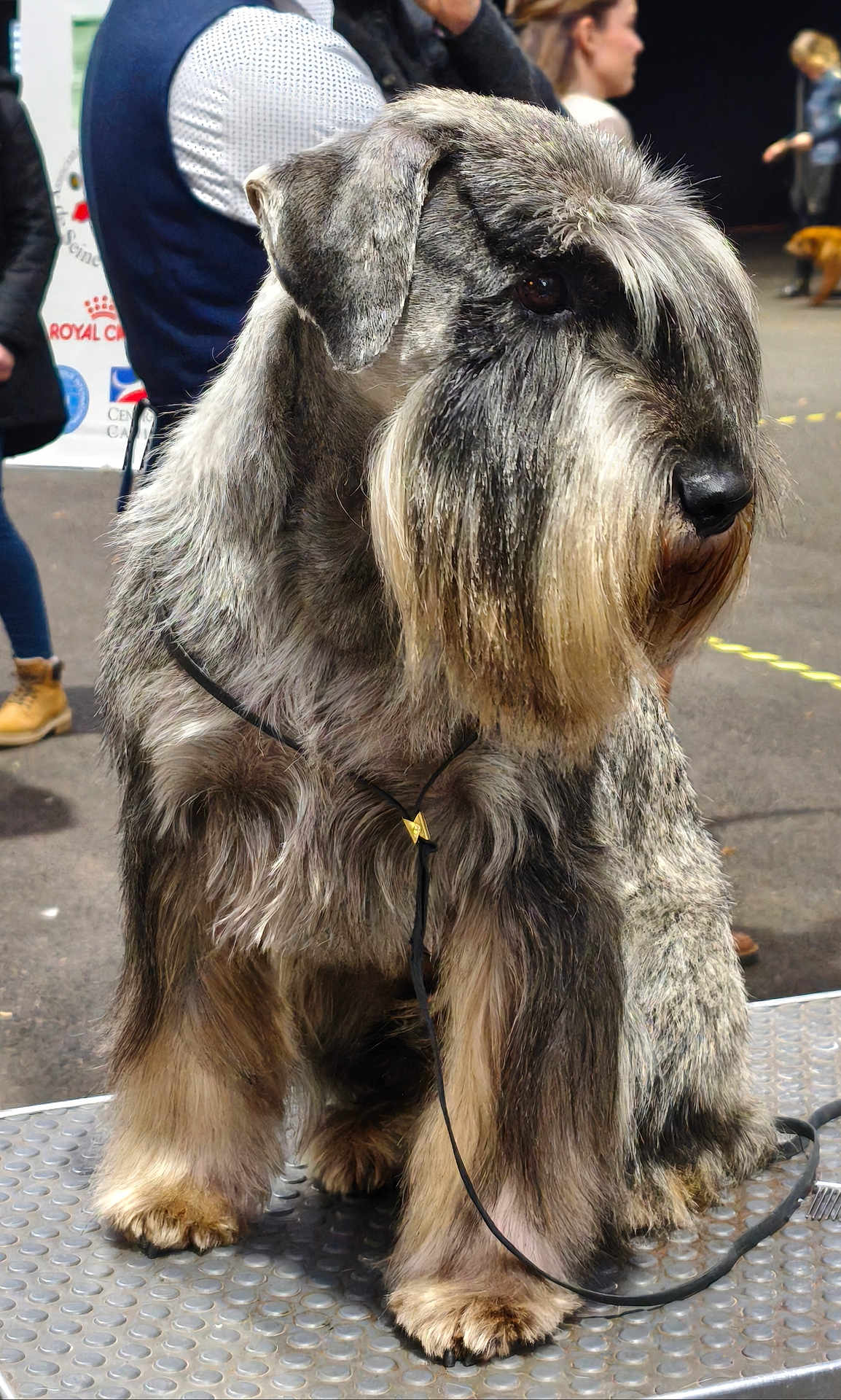 Peaky Blinder a rejoint le concours — aidez-le/la à gagner de superbes lots ! dog, schnauzer, pet, animal, fur, groomed, beard, platform, leash, show, event, people, background, outdoor, canine, legs, paws, standing, gray_fur, black_nose