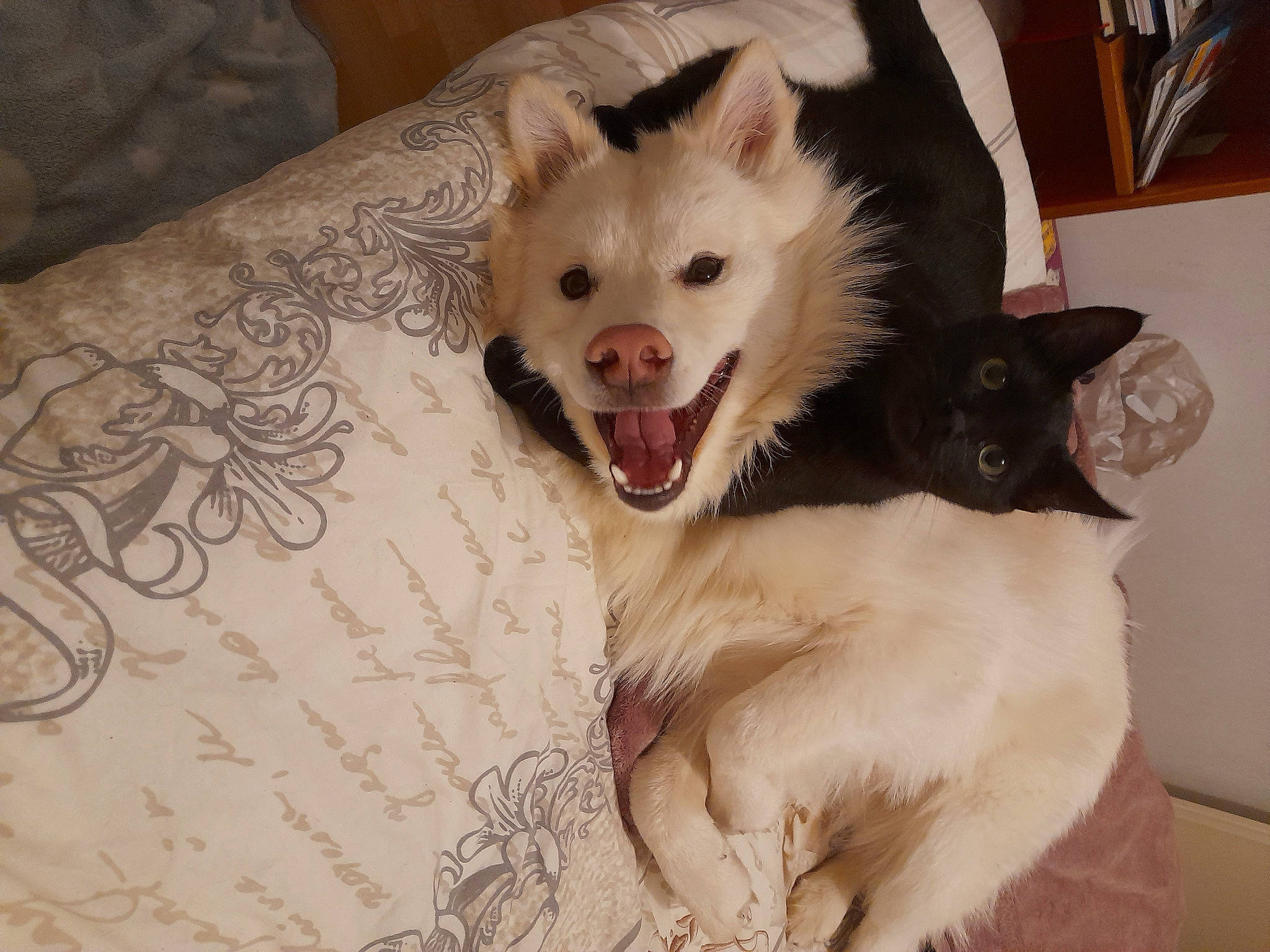 Thor a rejoint le concours — aidez-le/la à gagner de superbes lots ! canidae, carnivore, cat, comfort, companion_dog, dog_breed, domestic_short_haired_cat, eye, fang, fawn, felidae, fur, jaw, paw, small_to_medium_sized_cats, snout, tail, thai, whiskers, yawn