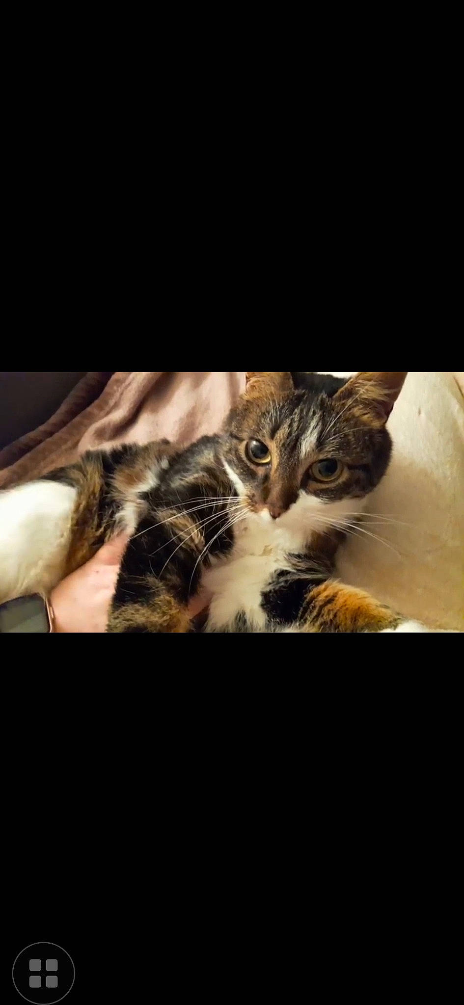 Kénya participe au concours pour gagner de l'argent avec cette photo : carnivore, cat, claw, comfort, darkness, domestic_short_haired_cat, felidae, fur, night, paw, photo_caption, small_to_medium_sized_cats, square, tail, terrestrial_animal, whiskers, wildlife, window