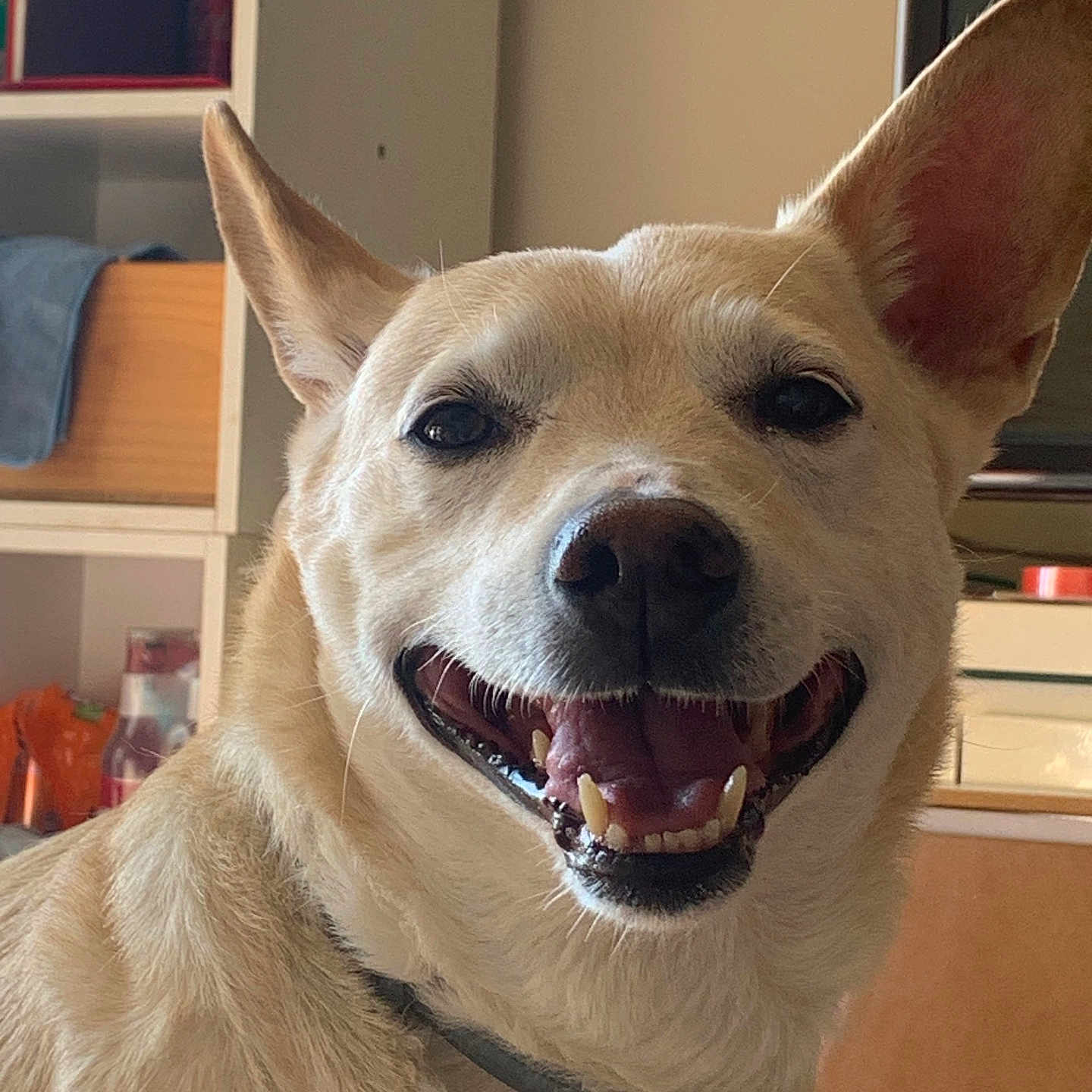 Bidoche a rejoint le concours — aidez-le/la à gagner de superbes lots ! accessories, animal, architecture, bodypart, cabinet, canine, dog, furniture, hound, husky, indoors, interiordesign, labradorretriever, mouth, person, pet, puppy, shelf, teeth, whitedog