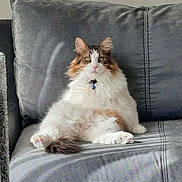 Panda joined the competition — help win amazing prizes! cat, fluffy, couch, gray, pet, relaxed, collar, bell, indoor, feline, sitting, fur, pink_paw_pads, domestic_animal, whiskers, ears, eyes, home, animal, cute