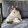 cat, fluffy, couch, gray, pet, relaxed, collar, bell, indoor, feline, sitting, fur, pink_paw_pads, domestic_animal, whiskers, ears, eyes, home, animal, cute