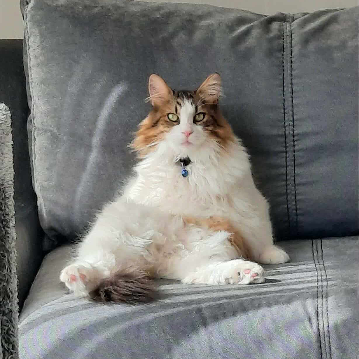 Panda joined the competition — help win amazing prizes! cat, fluffy, couch, gray, pet, relaxed, collar, bell, indoor, feline, sitting, fur, pink_paw_pads, domestic_animal, whiskers, ears, eyes, home, animal, cute