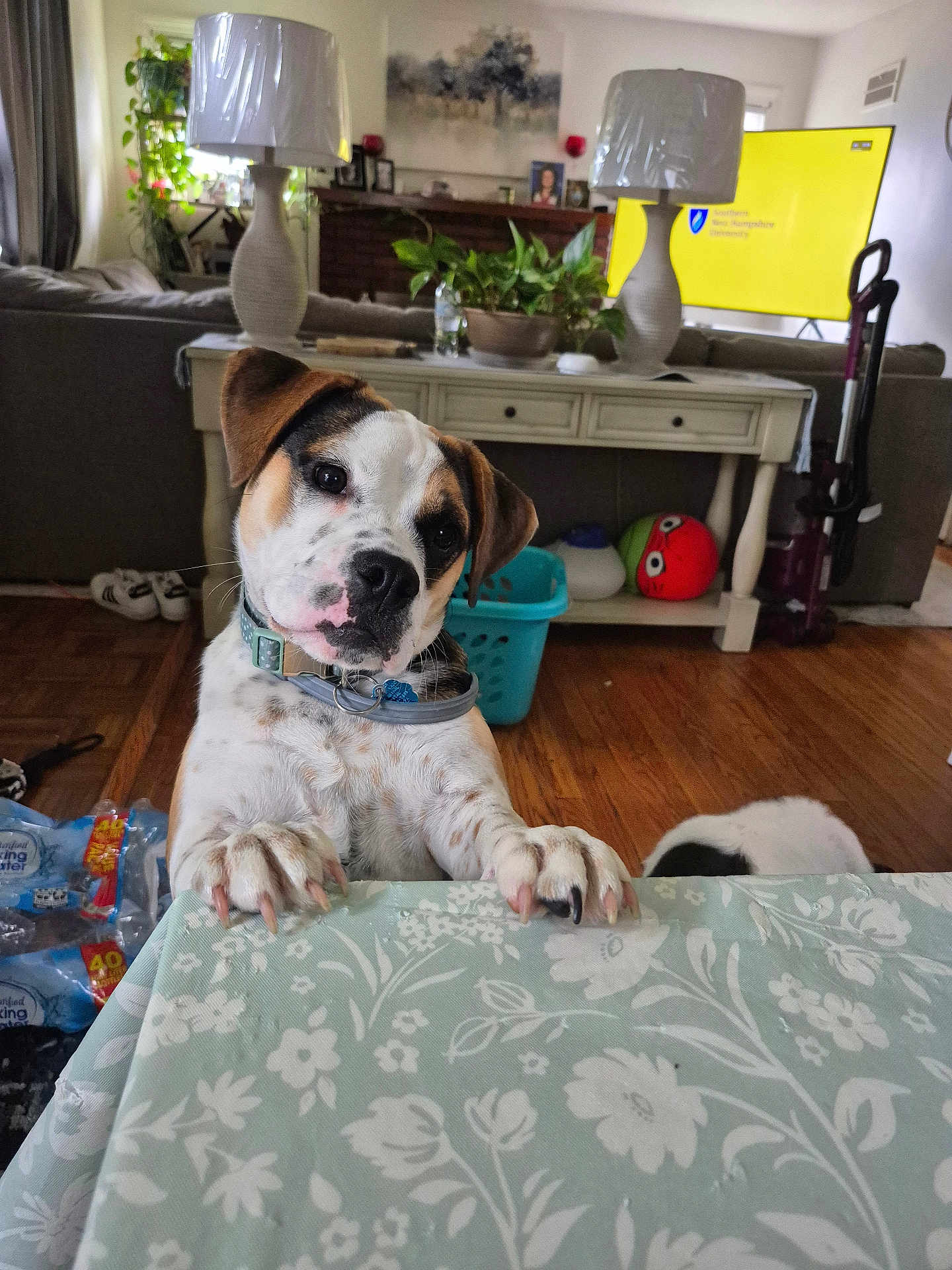 Lexie