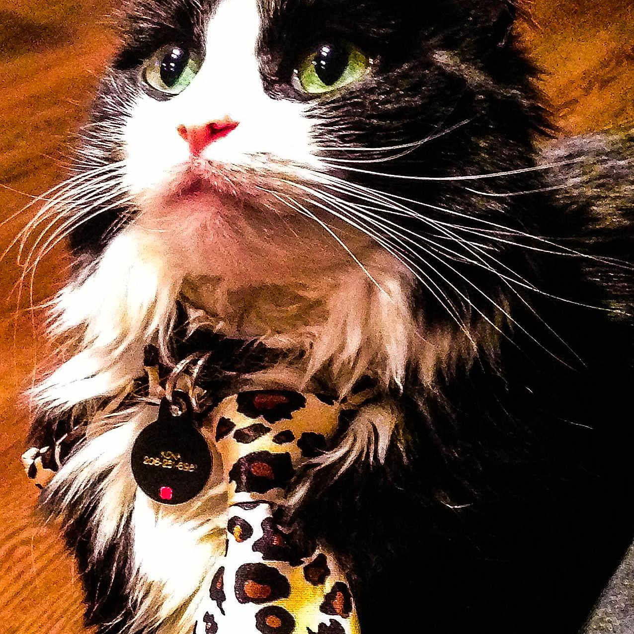 Kona joined the competition — help win amazing prizes!