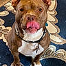 Hennessy joined the competition — help win amazing prizes! dog, brown_dog, white_chest, tongue_out, sitting, indoor, collar, looking_up, carpet, patterned_rug, flooring, ears_up, pet, animal, cute, playful, canine, domestic_animal, friendly, household