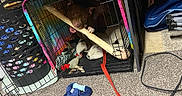 Hennessy joined the competition — help win amazing prizes! dog, crate, bone, toy, leash, carpet, blanket, indoor, pet, cage, playful, chewing, colorful, red, tie_dye, animal, fur, mouth, paw, home