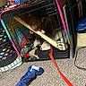 dog, crate, bone, toy, leash, carpet, blanket, indoor, pet, cage, playful, chewing, colorful, red, tie_dye, animal, fur, mouth, paw, home