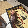 Hennessy is registered to the contest to win money with this photo: dog, brown_dog, white_spot, carpet, rug, indoor, floor, tile_floor, carpeted_floor, kitchen, household_items, cleaver, text_on_rug, looking_up, pet, animal, flooring, cozy, hopeful_expression, mixed_flooring