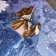 Hennessy is registered to the contest to win money with this photo: dog, blanket, bed, sleeping, paw, brown, white, collar, cozy, indoor, fur, cute, resting, pet, comfort, soft, blue, stars, constellation, relaxed