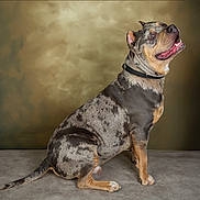 Urus participe au concours pour gagner de l'argent avec cette photo : dog, canine, pet, portrait, studio, sitting, collar, short_hair, brindle, muscular, open_mouth, tongue, smiling, animal, domestic_animal, floor, backdrop, indoors, photography, full_body