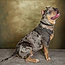 dog, canine, pet, portrait, studio, sitting, collar, short_hair, brindle, muscular, open_mouth, tongue, smiling, animal, domestic_animal, floor, backdrop, indoors, photography, full_body