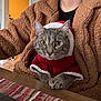 cat, tabby_cat, pet, animal, indoor, person, sweater, clothing, brown_jacket, table, cozy, holiday, festive, fur, face, paw, curious, seated, domestic_cat, warm