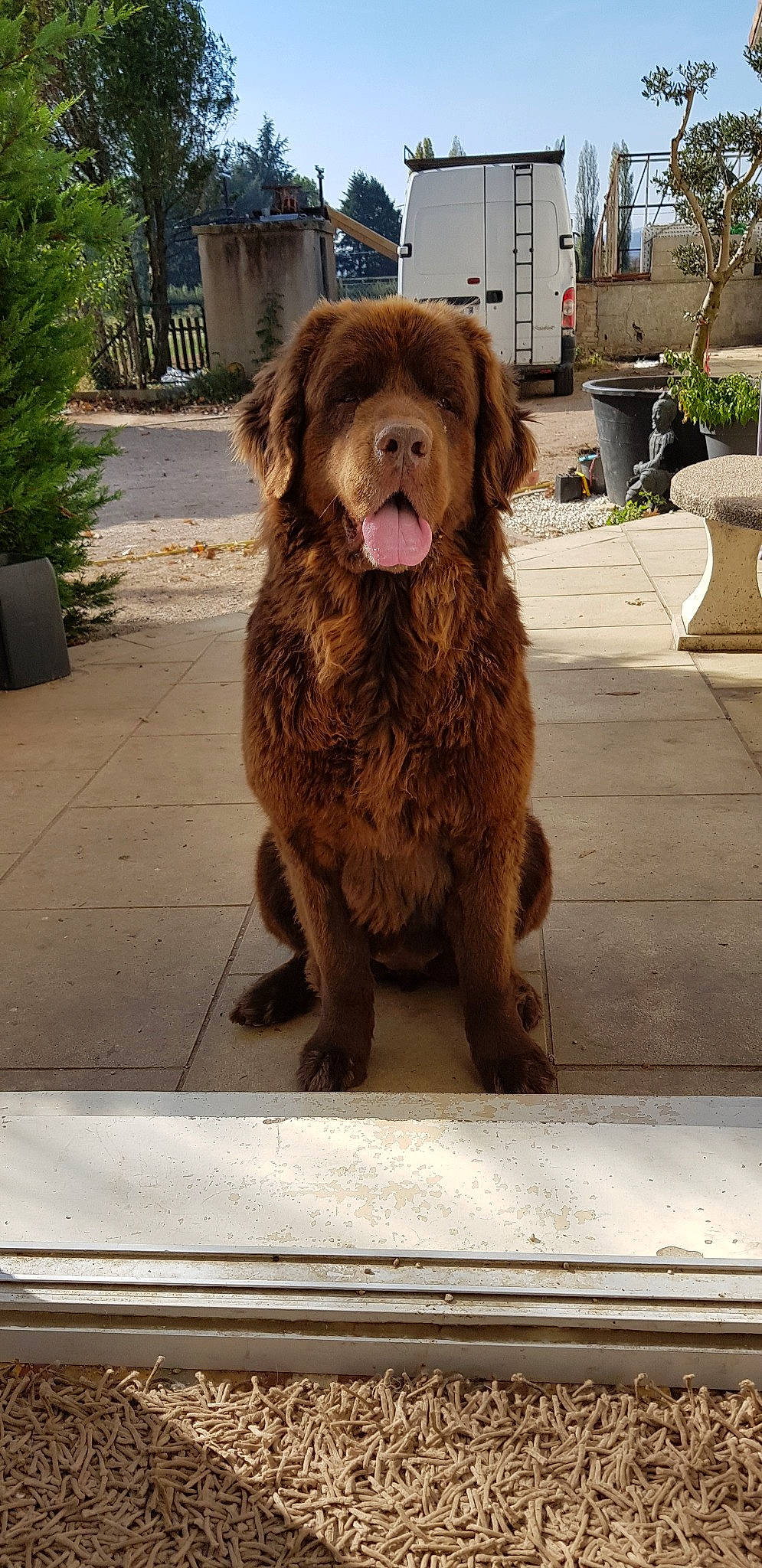 Hanoï a rejoint le concours — aidez-le/la à gagner de superbes lots ! canidae, carnivore, companion_dog, dog, dog_breed, liver, mammal, newfoundland, nova_scotia_duck_tolling_retriever, retriever, sporting_group, vertebrate