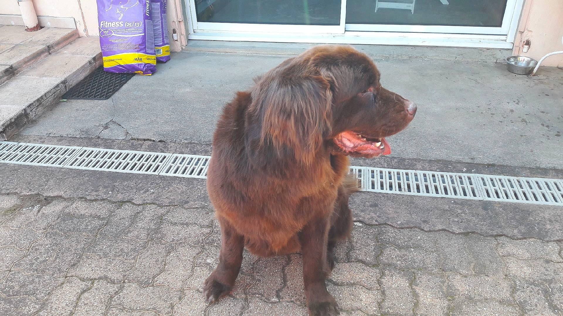 Hanoï participe au concours pour gagner de l'argent avec cette photo : canidae, carnivore, dog, dog_breed, german_longhaired_pointer, liver, mammal, newfoundland, pudelpointer, retriever, sporting_group, sussex_spaniel, vertebrate