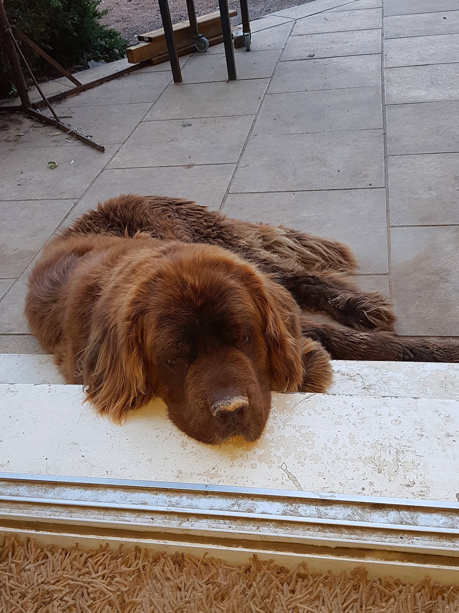 Hanoï participe au concours pour gagner de l'argent avec cette photo : boykin_spaniel, brown, canidae, carnivore, dog, dog_breed, fawn, field_spaniel, fur, german_longhaired_pointer, german_spaniel, irish_setter, liver, mammal, spaniel, sporting_group, sussex_spaniel, vertebrate