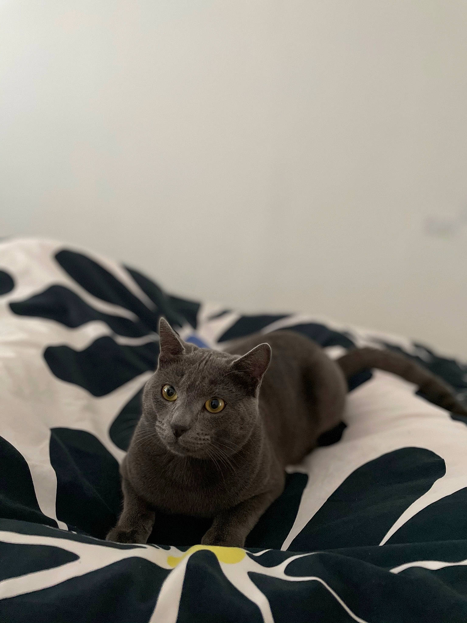 Ryuk a rejoint le concours — aidez-le/la à gagner de superbes lots ! black_cat, carnivore, cat, comfort, domestic_short_haired_cat, felidae, fur, grey, monochrome, monochrome_photography, russian_blue, sitting, small_to_medium_sized_cats, terrestrial_animal, whiskers