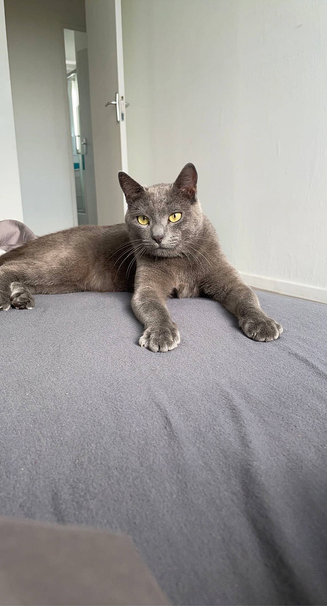 Ryuk a rejoint le concours — aidez-le/la à gagner de superbes lots ! carnivore, cat, cat_supply, claw, comfort, domestic_short_haired_cat, eye, fawn, felidae, fur, grey, leg, paw, russian_blue, sitting, small_to_medium_sized_cats, snout, tail, terrestrial_animal, whiskers