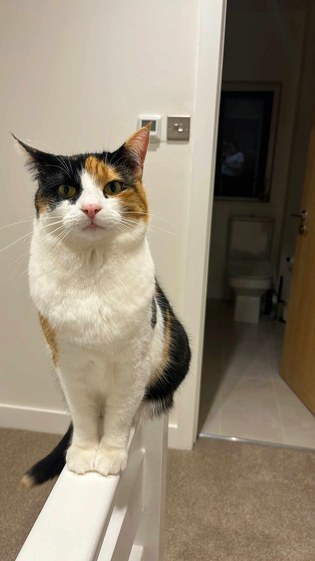 Sprinkles joined the competition — help win amazing prizes! cat, calico, pet, animal, indoor, railing, white, fur, ears, whiskers, tail, carpet, door, bathroom, toilet, light_switch, wall, floor, domestic, portrait
