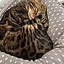 cat, tabby, pet_bed, polka_dot, cozy, sleeping, indoor, fur, whiskers, ear, resting, comfortable, animal, cute, domestic, feline, soft, pattern, closeup, relaxation
