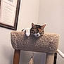 Bella is registered to the contest to win money with this photo: cat, cat_tree, sleeping, pet, indoor, furniture, paw, wall, framed_art, home, relaxed, cozy, tabby_cat, resting, animal, domestic, cute, whiskers, ears, tail