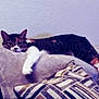 Bella is registered to the contest to win money with this photo: cat, feline, pet, couch, pillow, patterned_pillow, indoor, relaxed, resting, fur, tabby_cat, white_paw, home, living_room, animal, comfort, furniture, wall, laying_down, domestic_cat