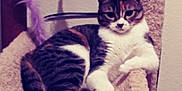 Bella is registered to the contest to win money with this photo: cat, tabby, pet, feline, animal, relaxed, cat_tree, carpeted, indoor, pet_toy, purple_feather, curious, cozy, fur, whiskers, paw, tail, resting, looking, domestic