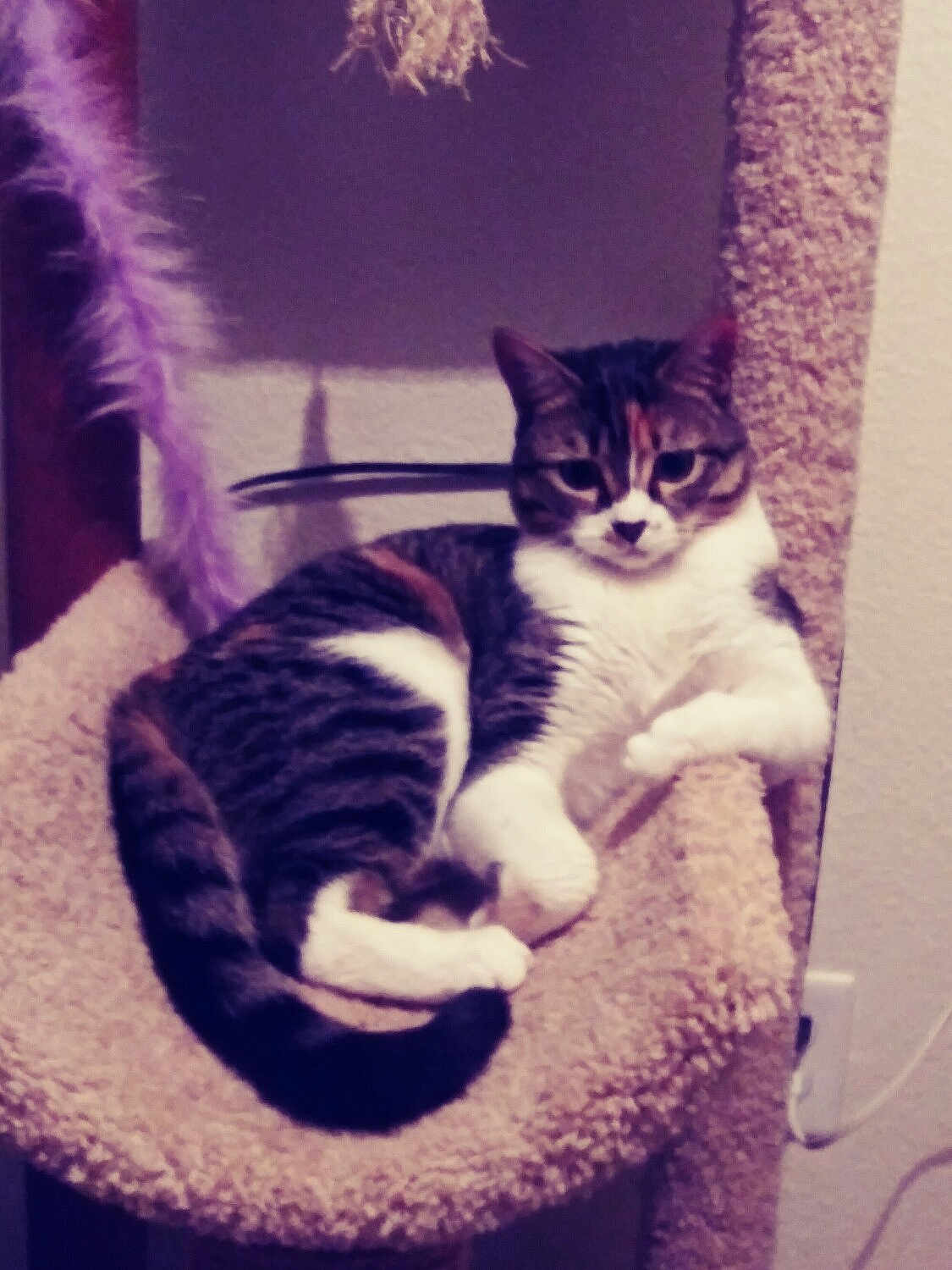 Bella is registered to the contest to win money with this photo: cat, tabby, pet, feline, animal, relaxed, cat_tree, carpeted, indoor, pet_toy, purple_feather, curious, cozy, fur, whiskers, paw, tail, resting, looking, domestic