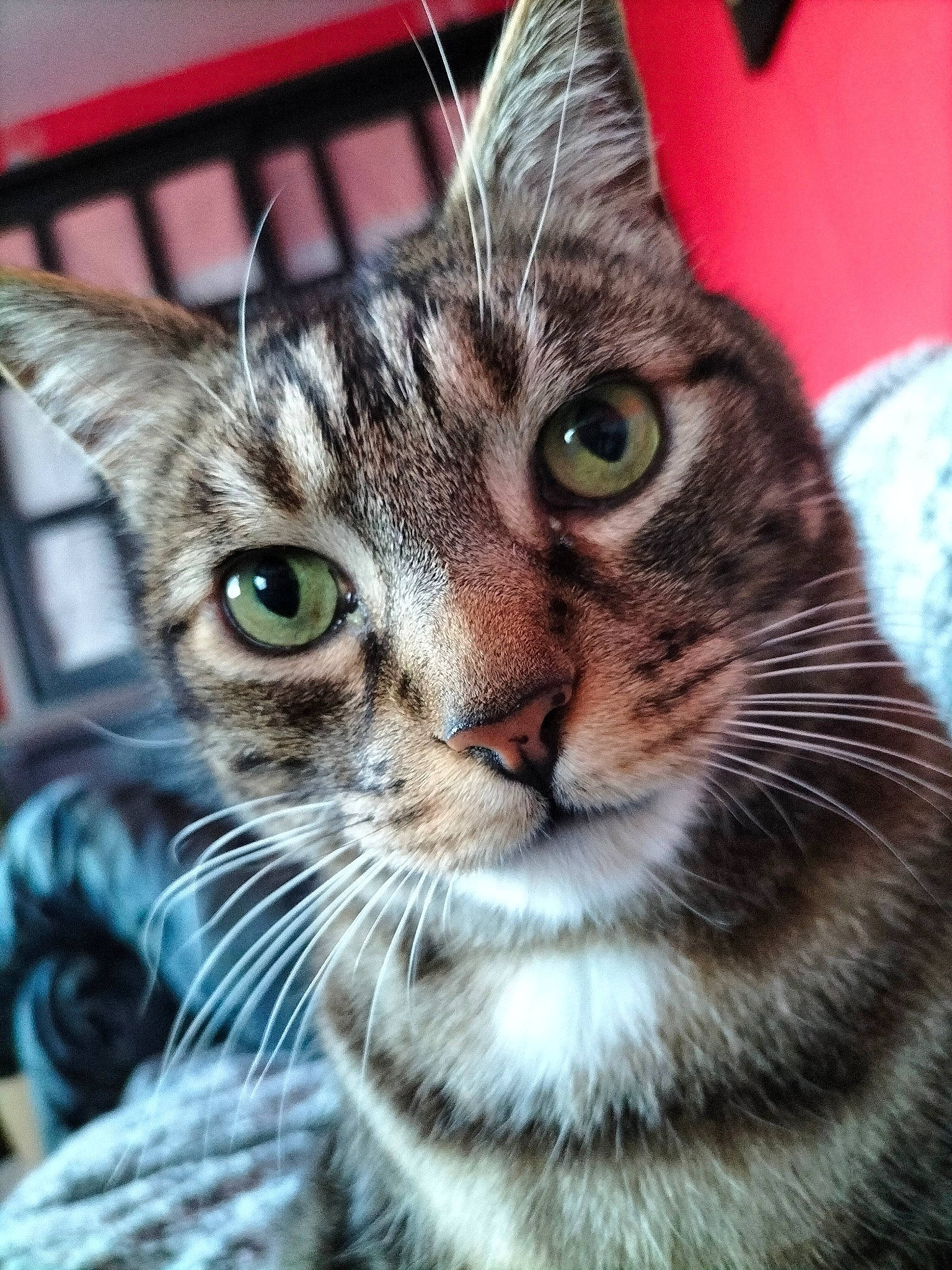 Romeo a rejoint le concours — aidez-le/la à gagner de superbes lots ! carnivore, cat, close_up, domestic_short_haired_cat, felidae, fur, grass, small_to_medium_sized_cats, snout, terrestrial_animal, whiskers, wildlife