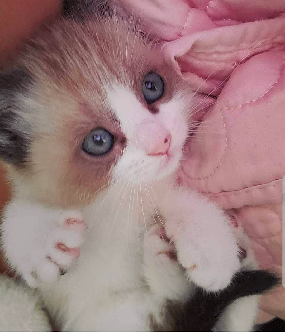 Willow Jade is registered to the contest to win money with this photo: carnivore, cat, claw, close_up, eye, felidae, fur, iris, kitten, mammal, munchkin, nose, paw, polydactyl_cat, ragdoll, skin, small_to_medium_sized_cats, snout, turkish_van, whiskers