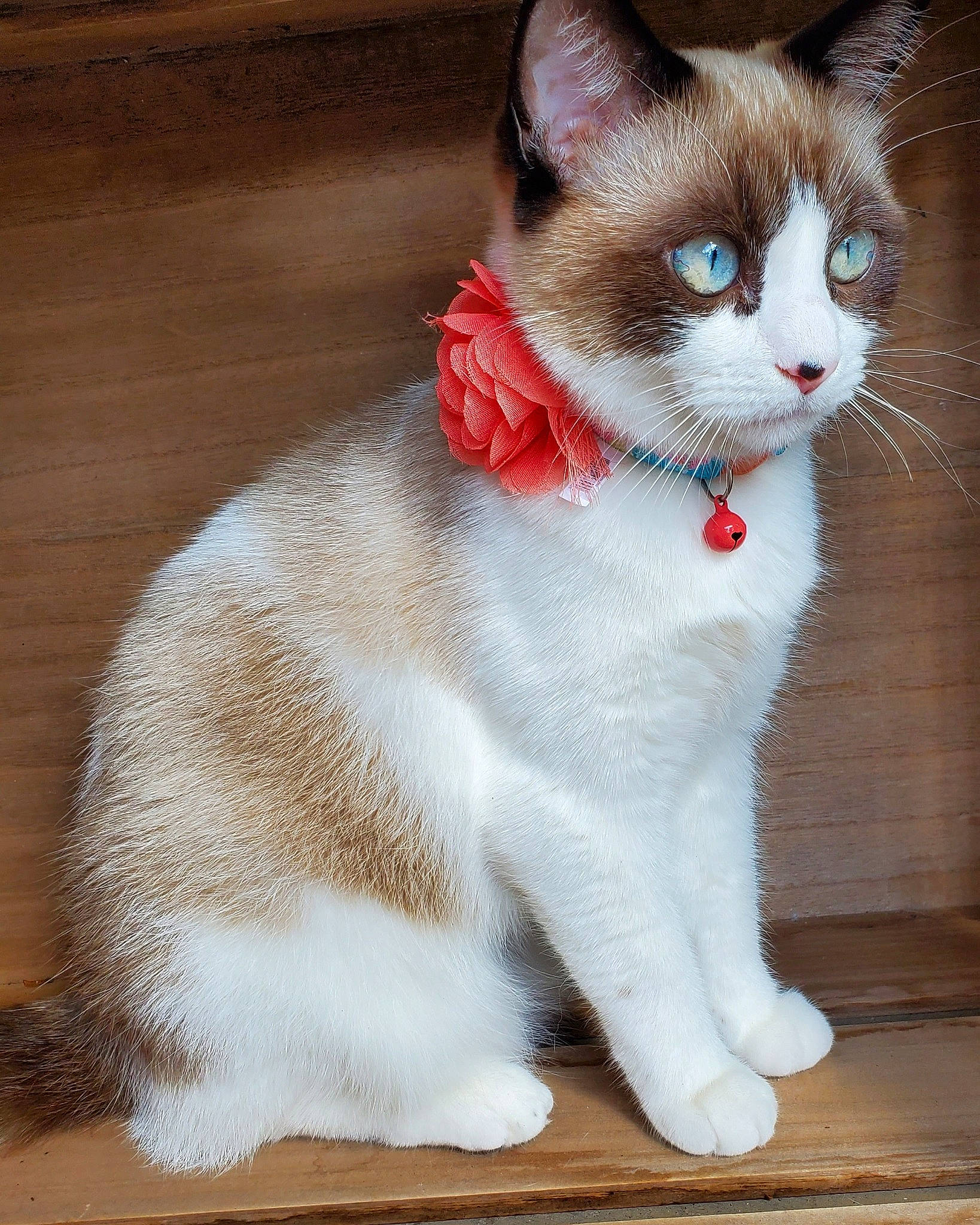 Willow Jade is registered to the contest to win money with this photo: aegean_cat, american_wirehair, asian, carnivore, cat, domestic_short_haired_cat, fawn, felidae, japanese_bobtail, kitten, mammal, ojos_azules, paw, polydactyl_cat, small_to_medium_sized_cats, snout, snowshoe, tail, vertebrate, whiskers