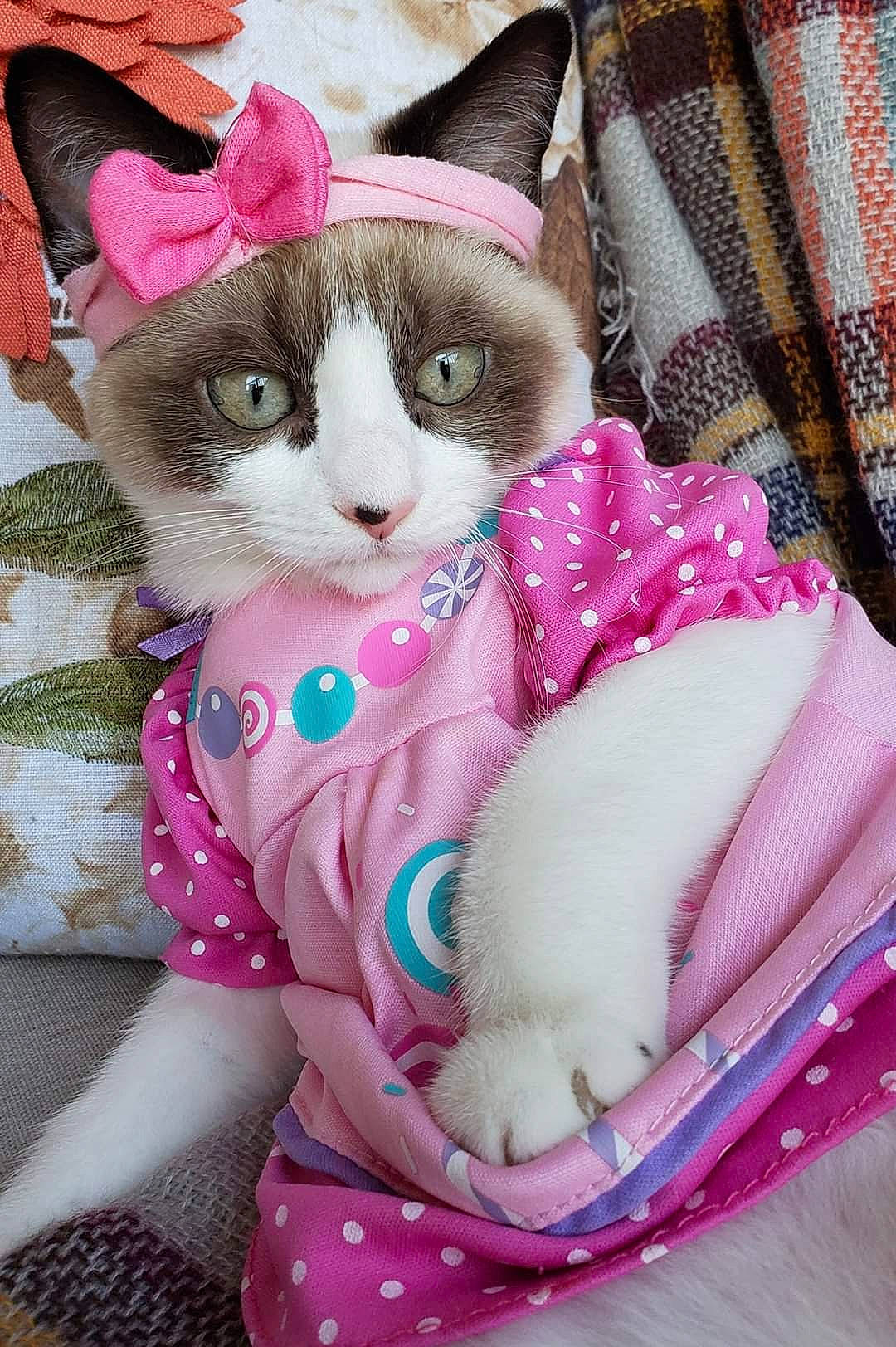 Willow Jade joined the competition — help win amazing prizes! asian, carnivore, cat, fawn, felidae, kitten, pink, ragdoll, small_to_medium_sized_cats, whiskers