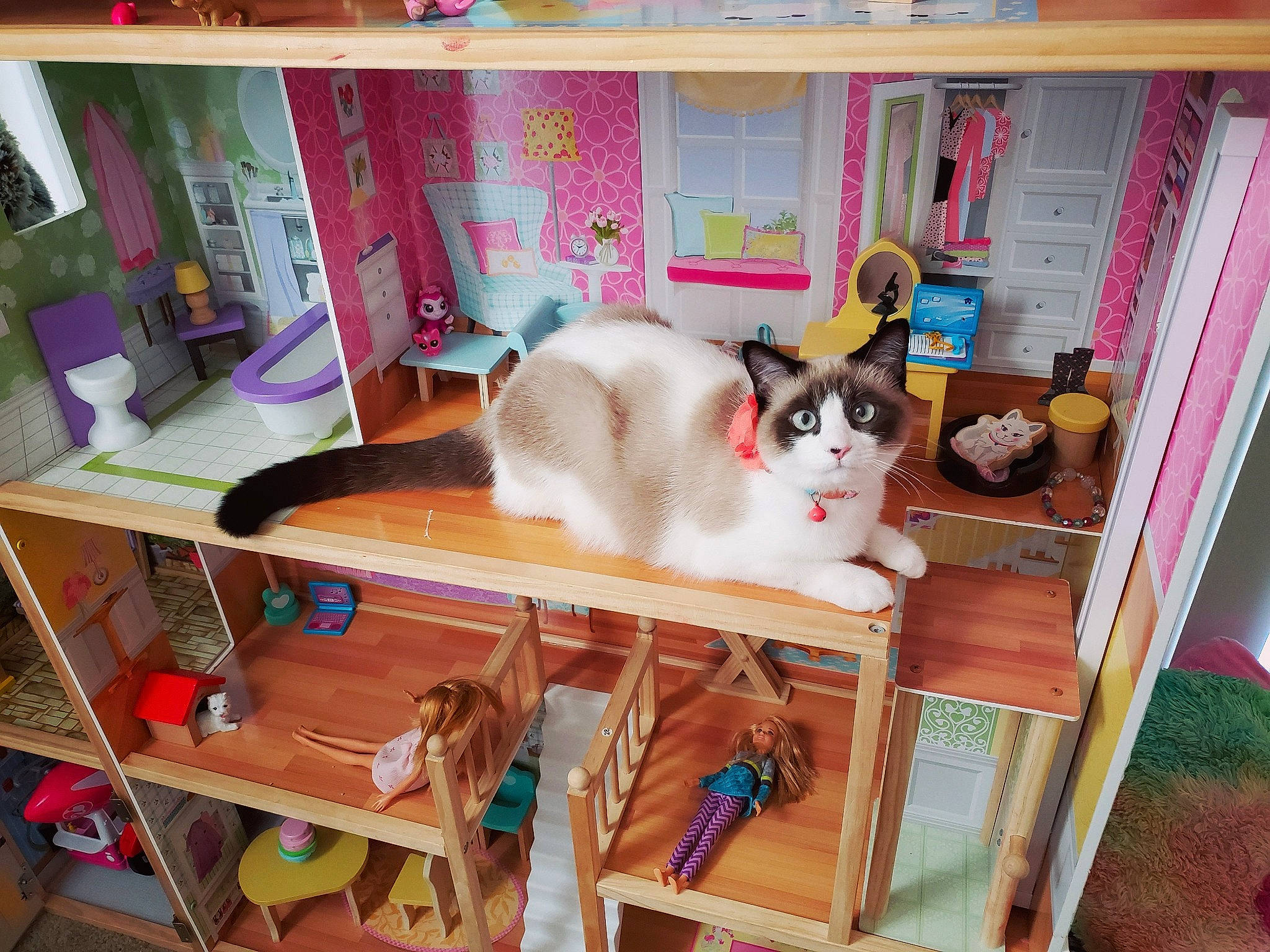Willow Jade is registered to the contest to win money with this photo: carnivore, cat, dollhouse, fawn, felidae, furniture, kitten, play, room, shelf, shelving, small_to_medium_sized_cats, table, toy