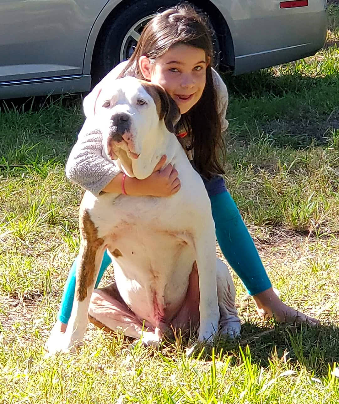 Zeusy joined the competition — help win amazing prizes! american_bulldog, american_pit_bull_terrier, australian_bulldog, bulldog, bully_kutta, canidae, carnivore, dog, dog_breed, dogo_guatemalteco, dorset_olde_tyme_bulldogge, mammal, non_sporting_group, old_english_bulldog, olde_english_bulldogge, pit_bull, rare_breed_dog, sporting_group, valley_bulldog, vertebrate