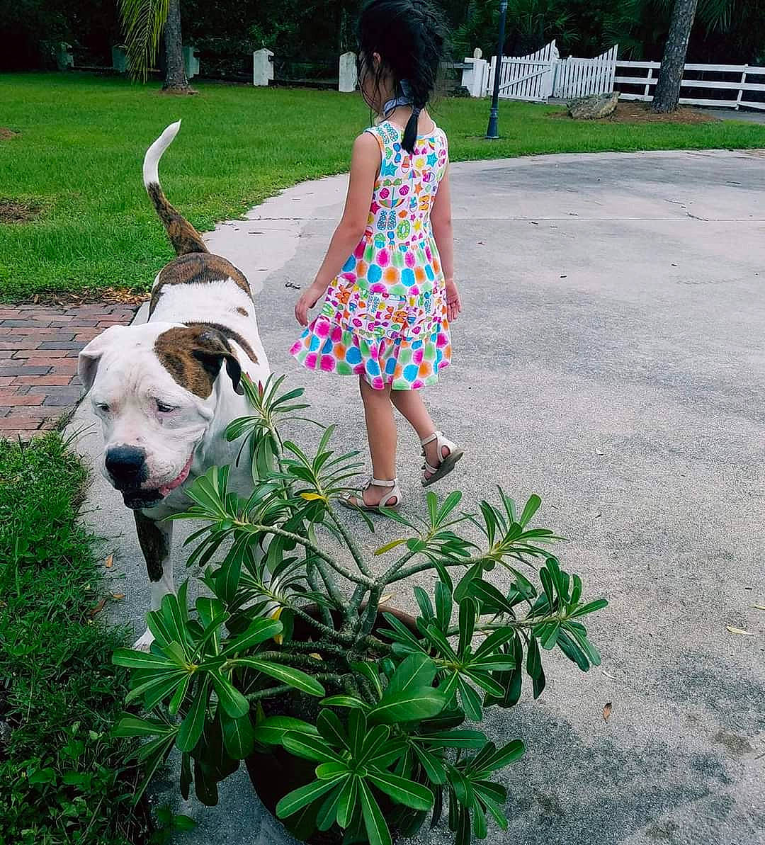 Zeusy is registered to the contest to win money with this photo: canidae, carnivore, companion_dog, dog, dog_breed, dog_walking, fashion_accessory, fawn, flower, grass, non_sporting_group, plant, spring, tail, vacation