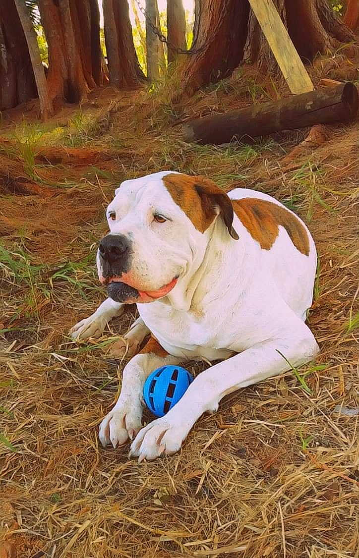 Zeusy joined the competition — help win amazing prizes! american_bulldog, australian_bulldog, bulldog, bully_kutta, canidae, carnivore, catahoula_bulldog, companion_dog, dog, dog_breed, dogo_guatemalteco, dorset_olde_tyme_bulldogge, fawn, mammal, non_sporting_group, olde_english_bulldogge, rare_breed_dog, sporting_group, valley_bulldog, vertebrate