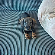 Arobase a rejoint le concours — aidez-le/la à gagner de superbes lots ! puppy, dog, dachshund, pet, cute, small_dog, couch, furniture, indoor, animal, brown, black, floor, tile, relaxing, young_dog, domestic_animal, canine, companion, home