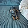 puppy, dog, dachshund, pet, cute, small_dog, couch, furniture, indoor, animal, brown, black, floor, tile, relaxing, young_dog, domestic_animal, canine, companion, home