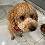dog, puppy, curly_fur, brown_fur, pet, indoor, tile_floor, food_bowl, looking_up, cute, animal, companion, domestic, waiting, collar, close_up, adorable, friendly, canine, house