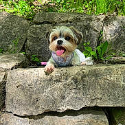 Sadie is registered to the contest to win money with this photo: animal, cute, daylight, dog, fur, greenery, happy, harness, nature, outdoor, paw, pet, plants, portrait, rock, sitting, small_dog, stone, sunlight, tongue_out