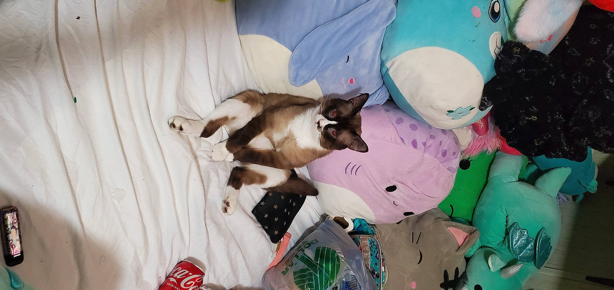 Wee Wee is registered to the contest to win money with this photo: canidae, carnivore, cat, comfort, companion_dog, dog_breed, event, fawn, felidae, fur, linens, pattern, purple, room, siamese, small_to_medium_sized_cats, tail, thai, whiskers