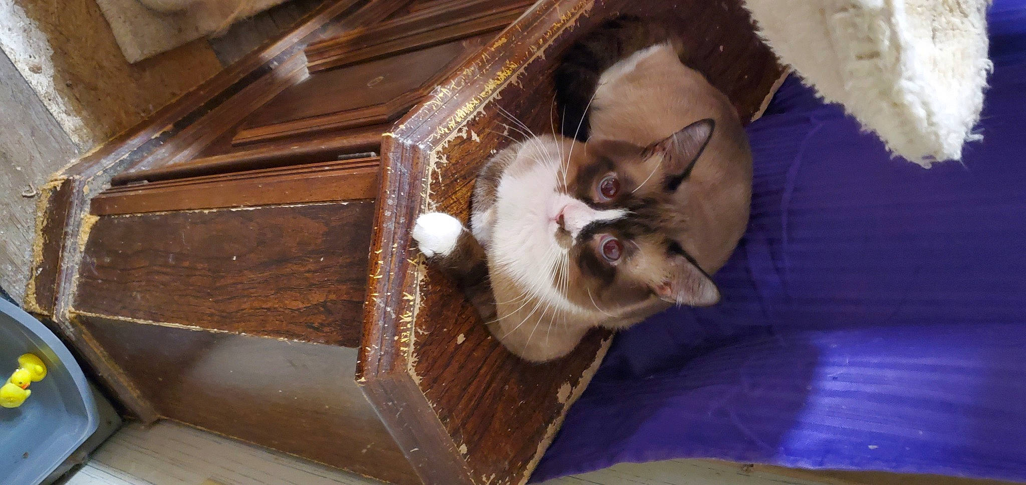 Wee Wee is registered to the contest to win money with this photo: box, canidae, carnivore, cat, comfort, companion_dog, domestic_short_haired_cat, fawn, felidae, fur, hardwood, mammal, paw, photo_caption, small_to_medium_sized_cats, snout, tail, vertebrate, whiskers, wood