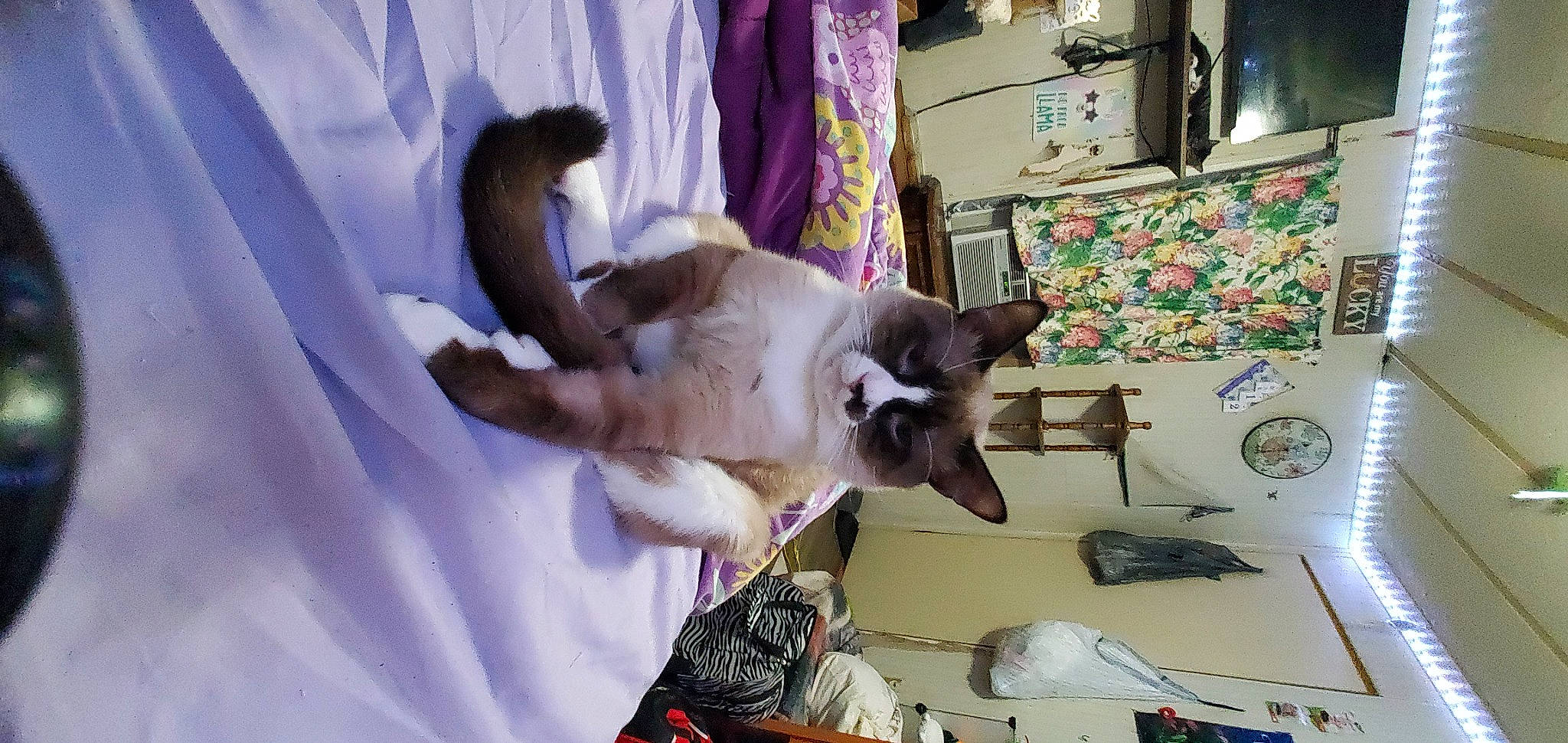 Wee Wee is registered to the contest to win money with this photo: birman, canidae, carnivore, cat, comfort, companion_dog, curtain, dog_breed, fawn, felidae, fur, picture_frame, purple, room, siamese, small_to_medium_sized_cats, tail, television, thai, whiskers