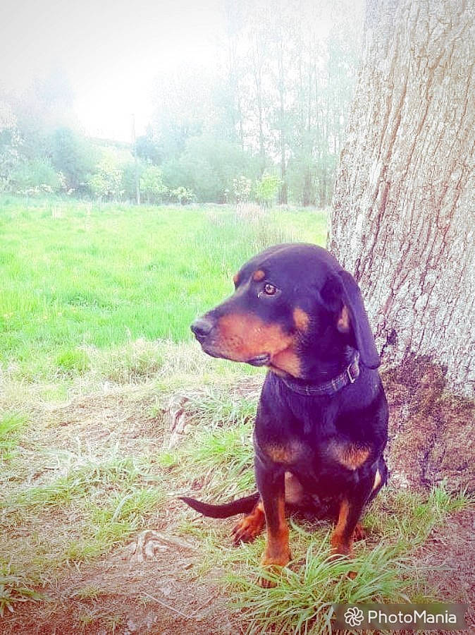 Obelix a rejoint le concours — aidez-le/la à gagner de superbes lots ! alpine_dachsbracke, austrian_black_and_tan_hound, canidae, carnivore, dachshund, dog, dog_breed, grass, guard_dog, hellenikos_ichnilatis, hound, hunting_dog, lithuanian_hound, mammal, montenegrin_mountain_hound, smaland_hound, snout, transylvanian_hound, tyrolean_hound, vertebrate