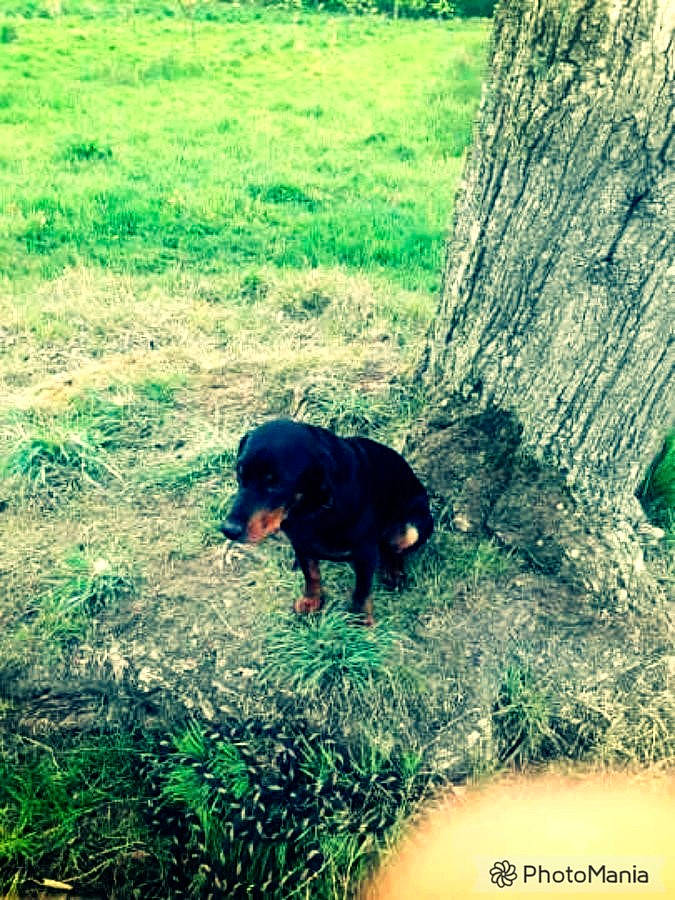 Obelix participe au concours pour gagner de l'argent avec cette photo : adaptation, canidae, carnivore, dog, dog_breed, grass, guard_dog, hunting_dog, jagdterrier, lithuanian_hound, plant, puppy, rottweiler, sporting_group, transylvanian_hound