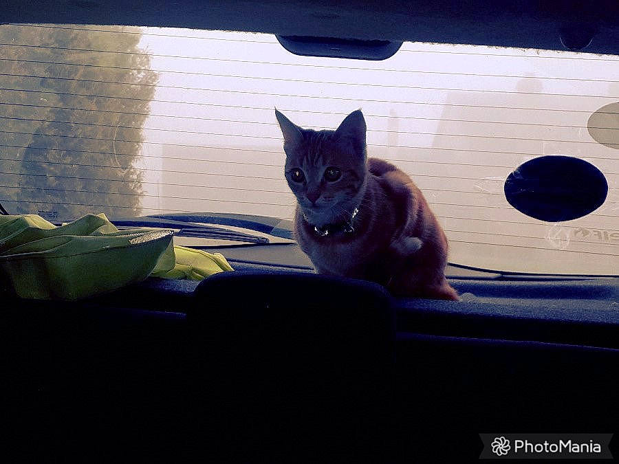 Nina participe au concours pour gagner de l'argent avec cette photo : asian, black_cat, carnivore, cat, domestic_short_haired_cat, european_shorthair, eye, felidae, fur, kitten, korat, nebelung, russian_blue, sitting, sky, small_to_medium_sized_cats, tail, whiskers, window